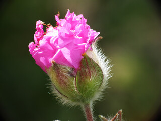 Fiori selvatici