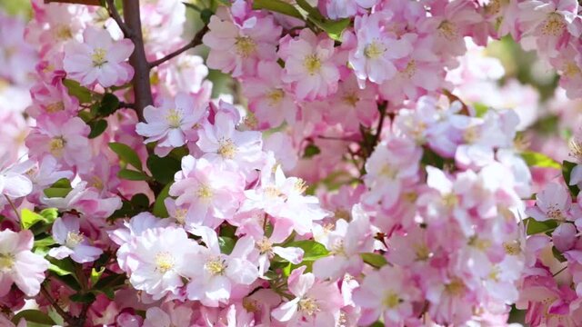 Begonia flowers bloom in spring