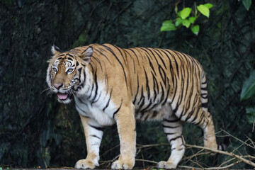 Fototapeta na wymiar Close up bengal tiger is beautiful animal and dangerous in forest