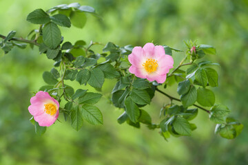 Rose bush branch with delicate pink flowers on the blurred light green background.