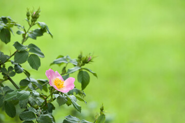 Delicate pink flower and a few buds on a rose bush on the blurred light green background.