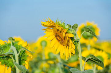 The field of blooming sunflowers on the sky background