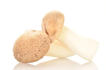 Two organic Pleurotus eryngii mushrooms, close-up, isolated on white.