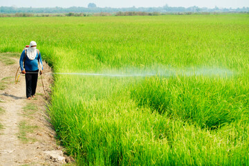 farmer spraying pesticide and eliminate weeds