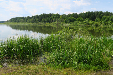 lake in the forest