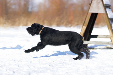 Black Giant Schnauzer dog with cropped ears and a docked tail running outdoors on a snow in winter