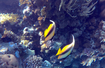 Tropical coral reef. Ecosystem and environment. Egypt. Near Sharm El Sheikh