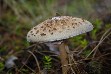 Macrolepiota Procera o Galimpierno, Parasol. Seta salvaje. Sierra de Guadarrama, España