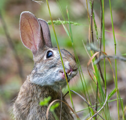 Wild Florida cottontail rabbit (Sylvilagus floridanus) with cleft palate and very bad teeth, eating grasses, shiny eyeball, teeth poking through cleft lip, ears upright, healthy bunny
