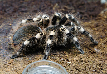 White-bellied Tarantula.
 It lives in fairly deep burrows, which, as a rule,it digs itself. Snow-white transverse stripes running along the legs give the spider a special decorative effect.