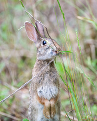 Wild Florida cottontail rabbit (Sylvilagus floridanus) with cleft palate and very bad teeth, eating grasses, shiny eyeball, teeth poking through cleft, sitting up to reach tall grass, 