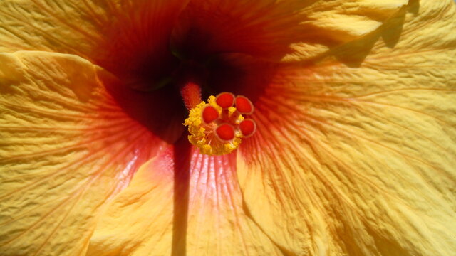 Detalle del estigma de una flor Hibiscus Rosa de color amarillo