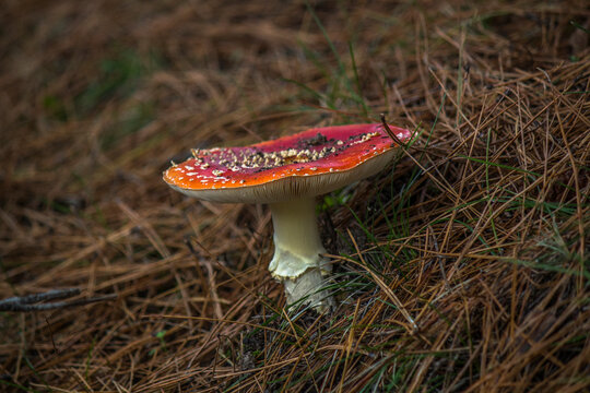 Amatina Muscaria. Seta salvaje llamada Matamoscas, falsa oronja. Sierra de Guadarrama