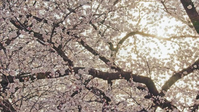 黒沢川の桜と朝焼け