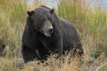 Gefährliche Annäherung - Männlicher Grizzlybär in der Ufervegetation, Alaska