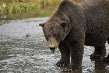 Großer männlicher Grizzlybär in einem Bach auf der Suche nach Lachs. Typisch für Grizzlybären  ist der gut erkennbare  Nackenbuckel, Alaska