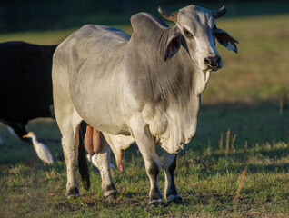 The Brahman (Bos taurus indicus) is an American breed of zebuine-taurine hybrid beef cattle. Domestic White bull male with nose ring