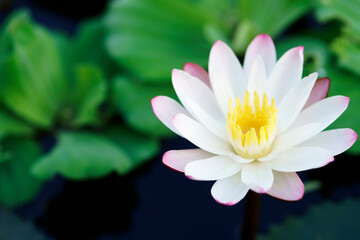 lotus flower
