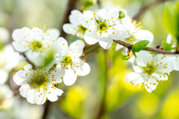Blooming cherry. Close-up. Backlight on the white flowers of a cherry tree
