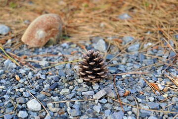 松ぼっくりがメイン　石とのコントラスト