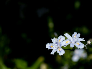Fototapeta na wymiar 木陰に咲くシャガの花　4月