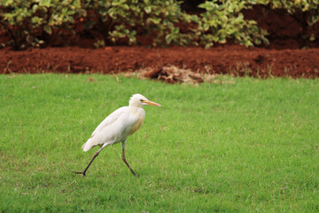 A beautiful close-up view of Egret bird.