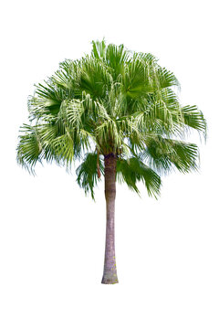 Betel palm tree ,Palm tree ,a green leaf isolation for summer background ,relax and vacation holiday summer concept
