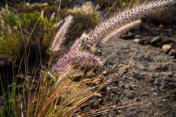 Detail of ripening seeds of Fountain grass plant for background or web design