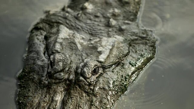 Alligator Head partially submerged in the swamp water blinking eyes