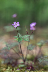 Kleine Pflanze mit lila Blüte im Wald