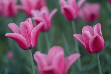 Fototapeta premium Pinke Tulpen