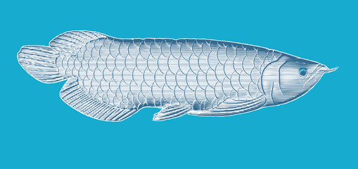 Arowana fish engraving illustration isolated on blue BG