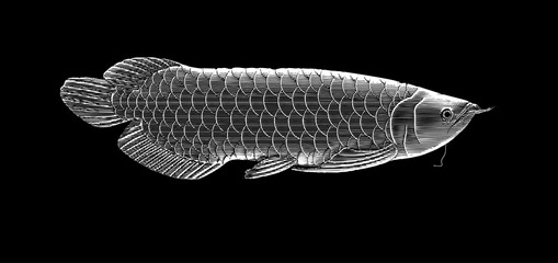Arowana fish engraving illustration isolated on black BG