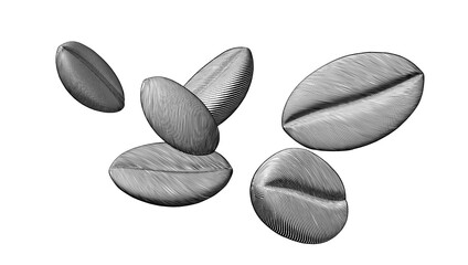 Engraving coffee bean vector illustration set isolated on white BG
