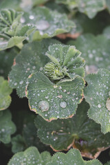 Grüne Blätter mit Regentropfen