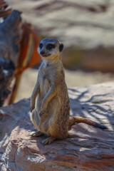Cute big eyed meerkat on the lookout