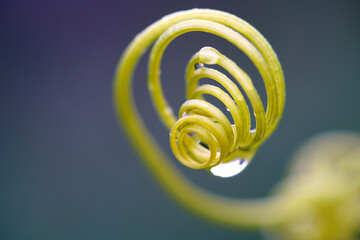 spiral chain of green curly twig ivy plant