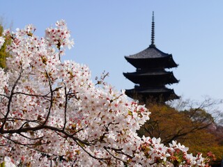 Naklejka premium 桜と五重塔