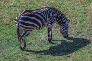 Fototapeta na wymiar Zebra foraging for food in a grassland Sydney NSW Australia