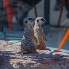 Cute big eyed meerkat on the lookout