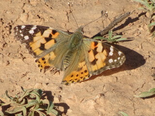 Painted Lady Butterfly on Ground