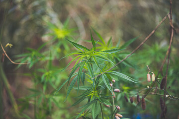 Cannabis, a plant with medicinal properties