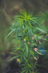Cannabis, a plant with medicinal properties