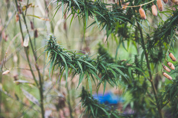 Cannabis, a plant with medicinal properties