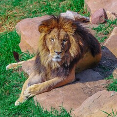 Obraz premium A lion laying on a rock on a Sunny and warm Sydney Afternoon NSW Australia