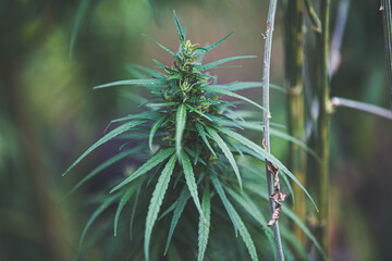 Cannabis, a plant with medicinal properties