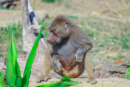 Baboon Foraging For Food On A Sunny Afternoon Sydney NSW Australia