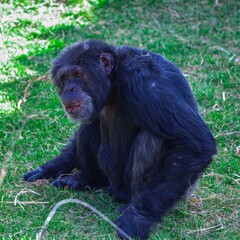 Chimpanzee monkey in a grassland eating Sydney NSW Australia