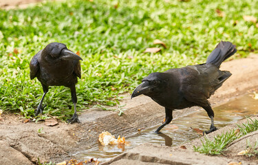 Two crows looking for food in the garden on grass background            