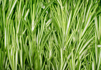 background of fresh rosemary close up